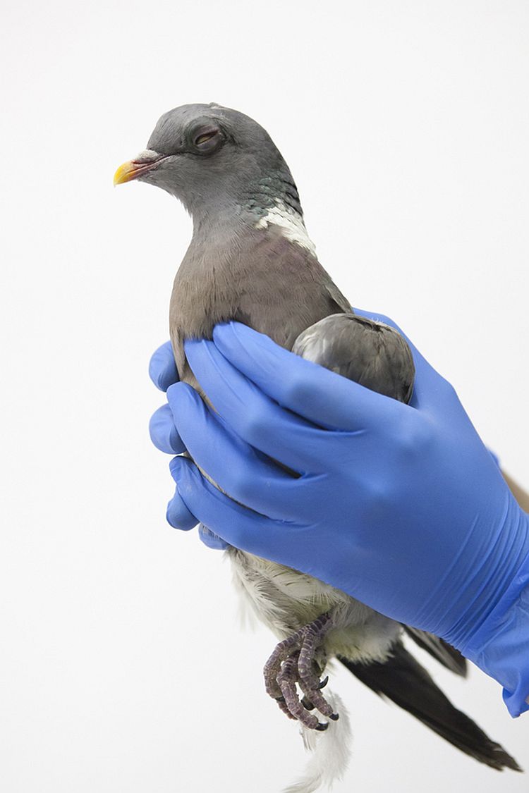 Houtduif met een 'blauw oog'. © Anjes Gesink