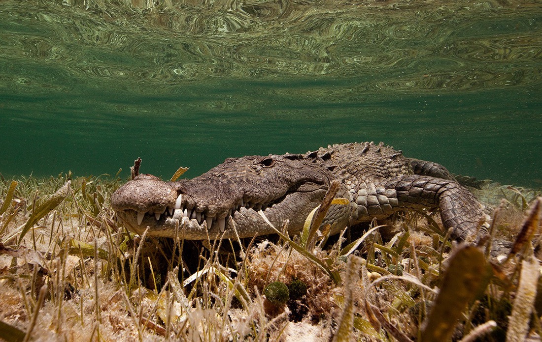 © Jorge Cervera Hauser