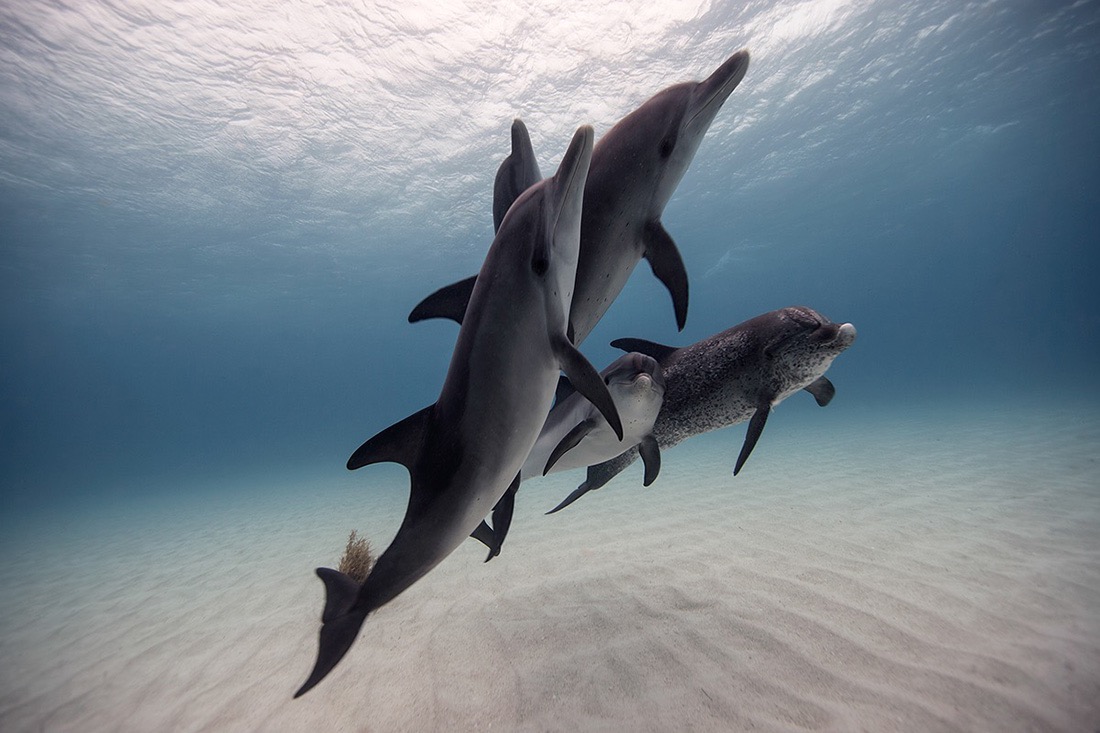 © Jorge Cervera Hauser