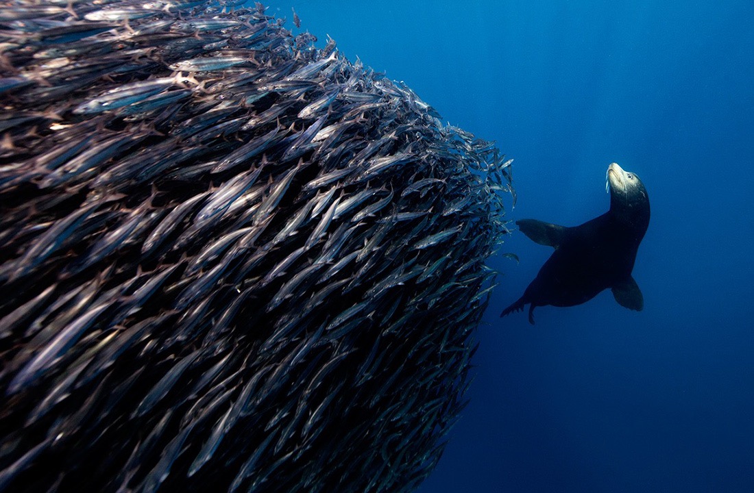 © Jorge Cervera Hauser