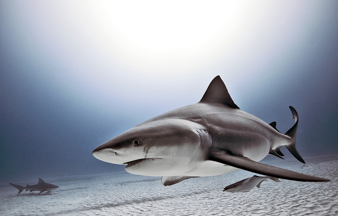 © Jorge Cervera Hauser