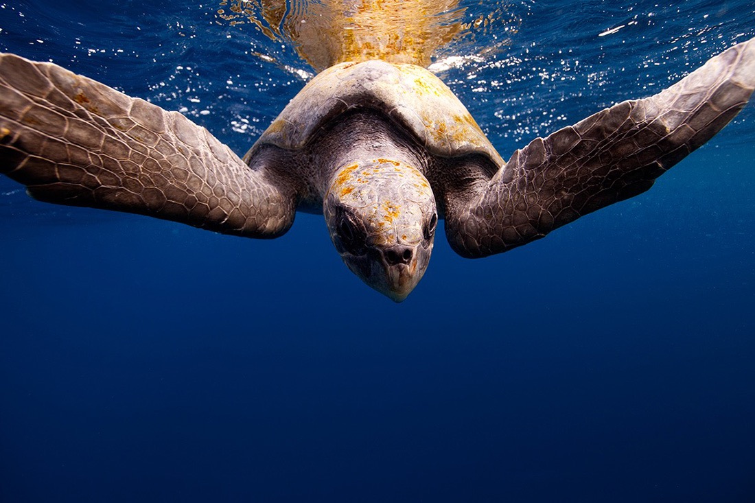 © Jorge Cervera Hauser