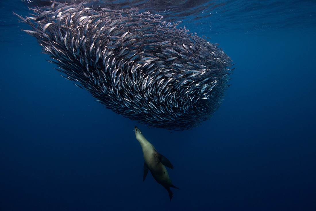 © Jorge Cervera Hauser