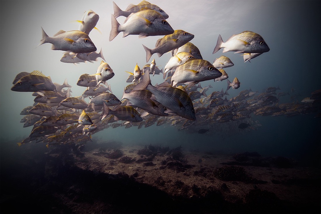 © Jorge Cervera Hauser