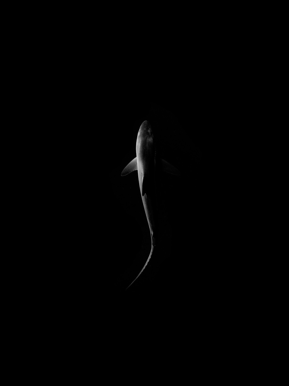 © Jorge Cervera Hauser