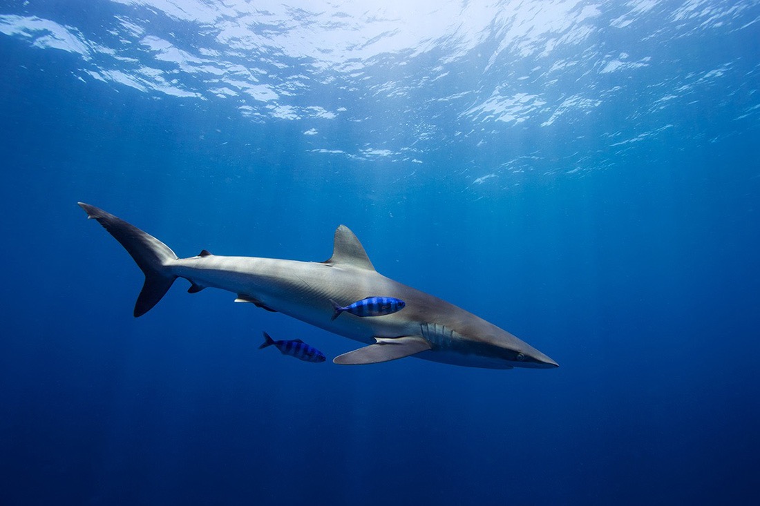 © Jorge Cervera Hauser