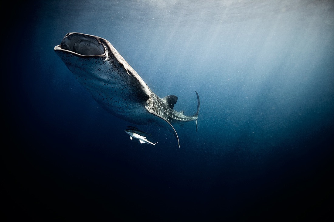© Jorge Cervera Hauser