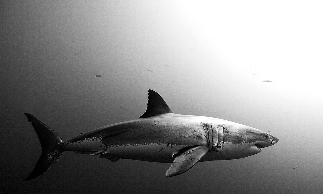© Jorge Cervera Hauser