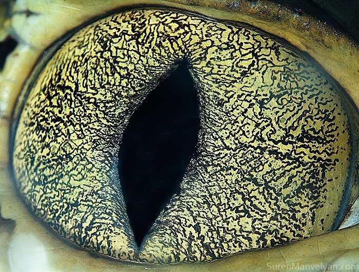 Caiman © Suren Manvelyan