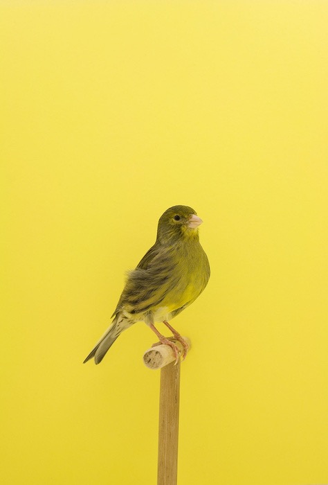 Show Birds © Luke Stephenson