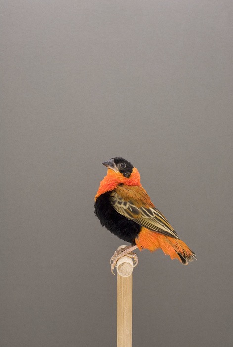 Show Birds © Luke Stephenson