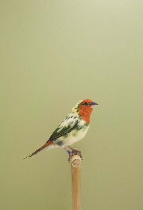 Show Birds © Luke Stephenson