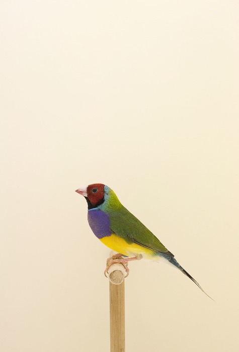 Show Birds © Luke Stephenson