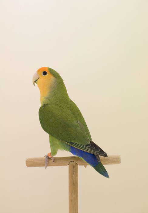 Show Birds © Luke Stephenson