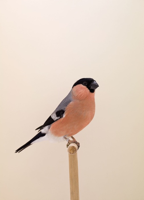 Show Birds © Luke Stephenson