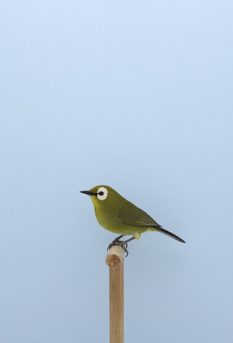 Show Birds © Luke Stephenson