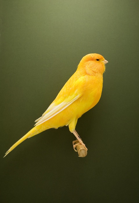 Show Birds © Luke Stephenson