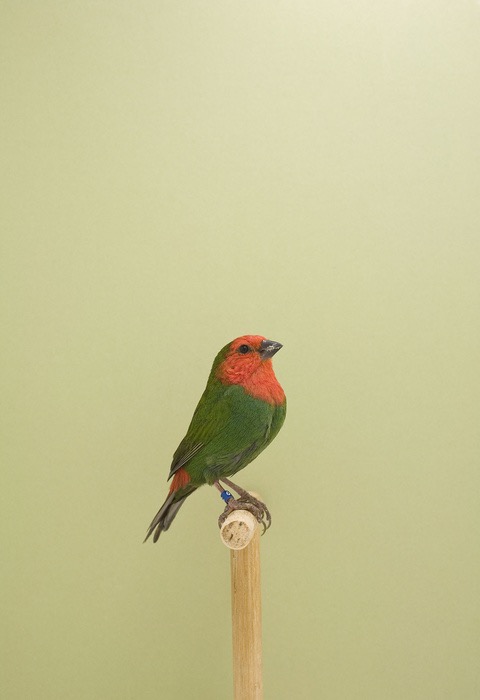 Show Birds © Luke Stephenson