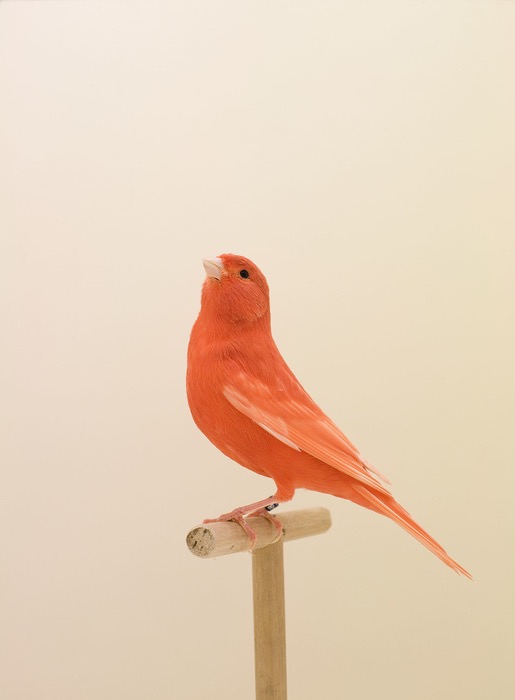 Show Birds © Luke Stephenson