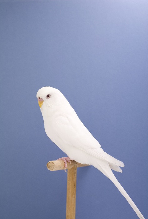 Show Birds © Luke Stephenson