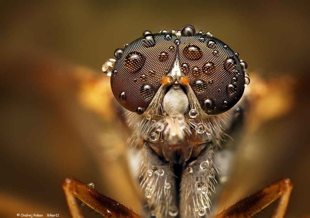 © Ondrej Pakan