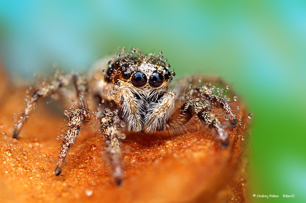© Ondrej Pakan