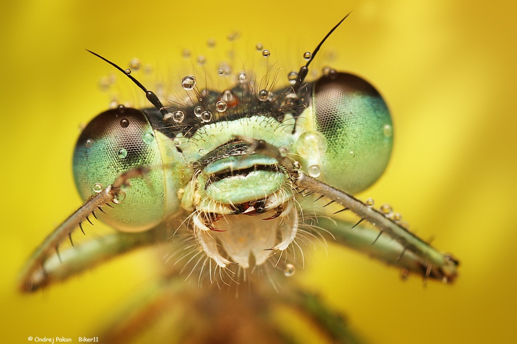 © Ondrej Pakan