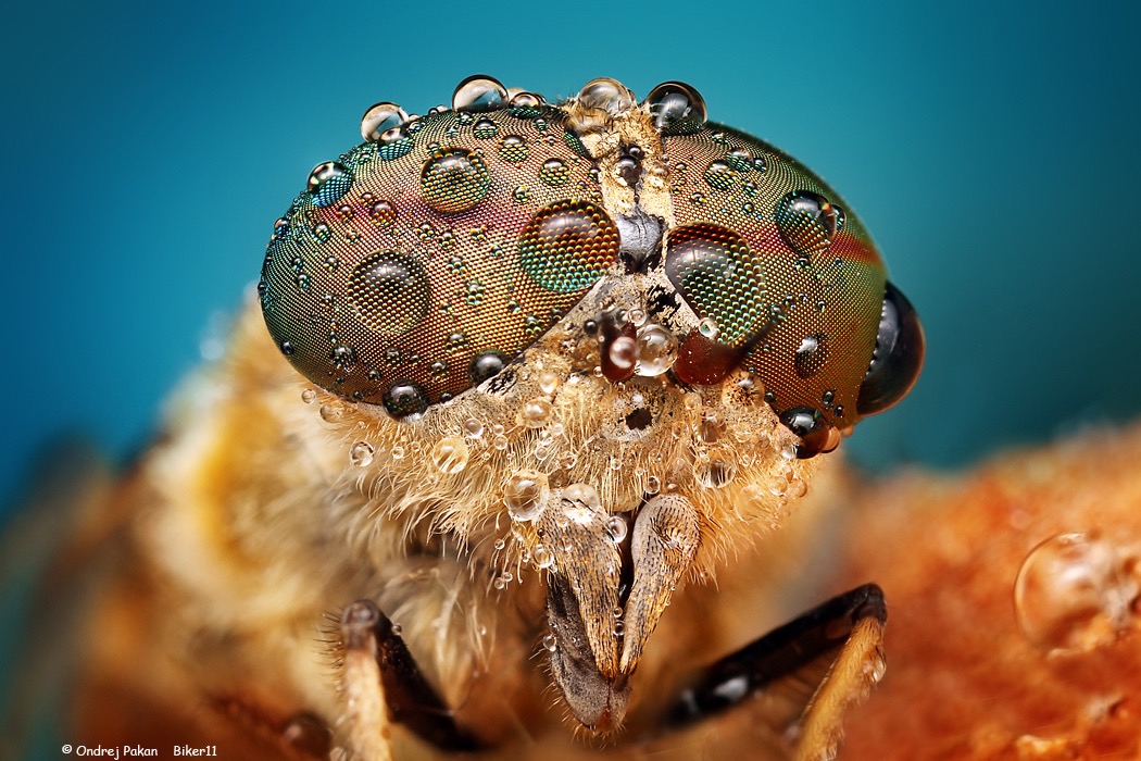 © Ondrej Pakan
