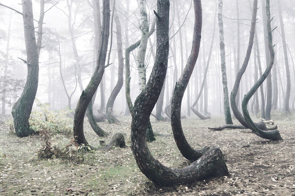 The Crooked Forest © Kilian Schönberger