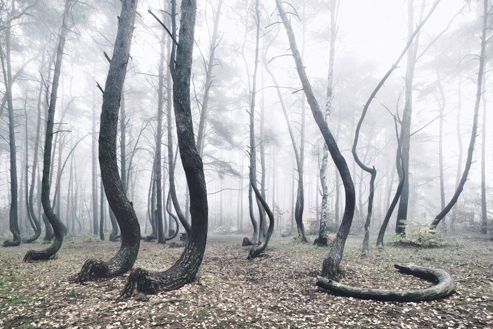 The Crooked Forest © Kilian Schönberger
