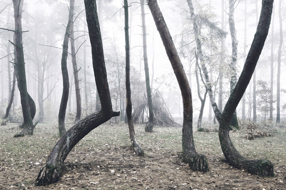 The Crooked Forest © Kilian Schönberger
