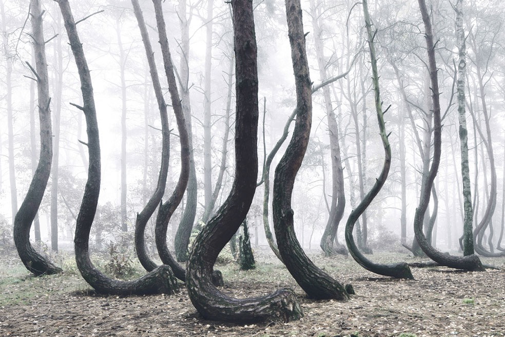 The Crooked Forest © Kilian Schönberger