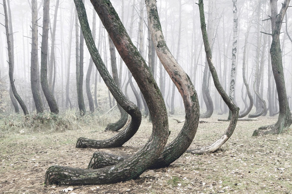 The Crooked Forest © Kilian Schönberger
