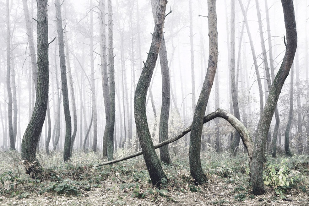 The Crooked Forest © Kilian Schönberger