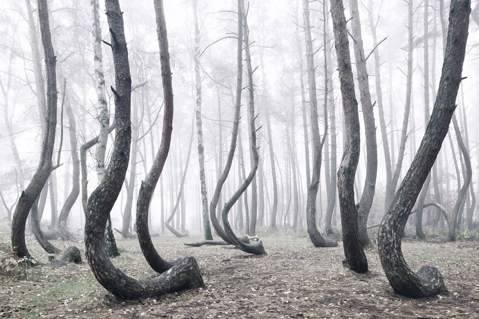 The Crooked Forest © Kilian Schönberger