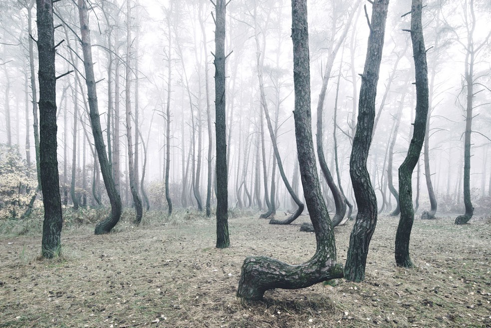 The Crooked Forest © Kilian Schönberger