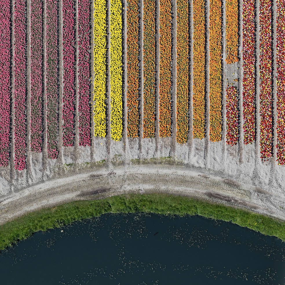 Tulip Fields © Bernhard Lang
