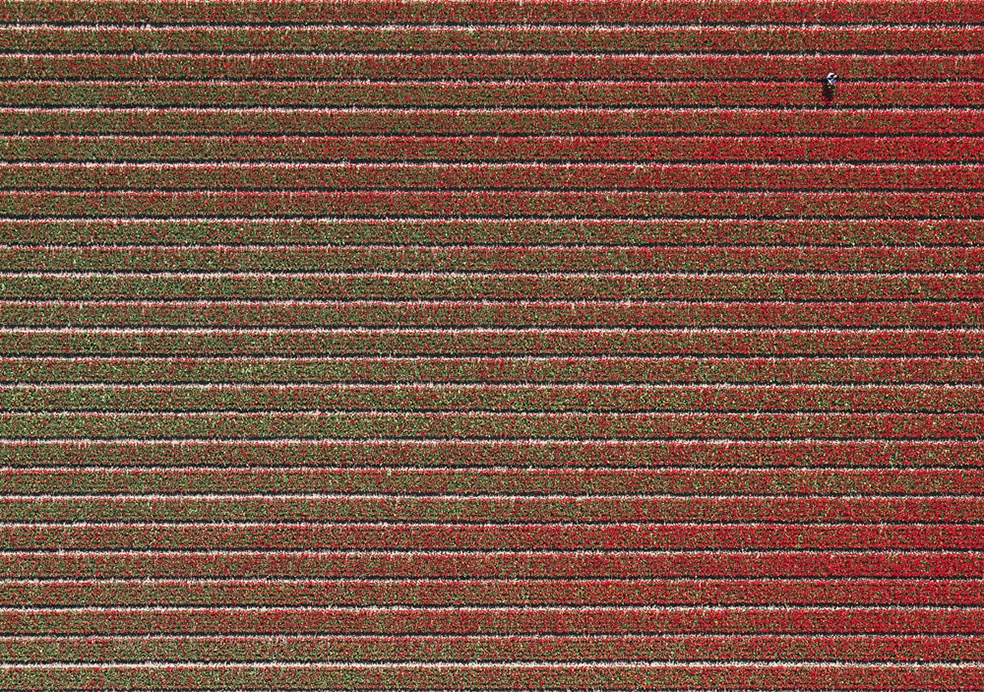 Tulip Fields © Bernhard Lang