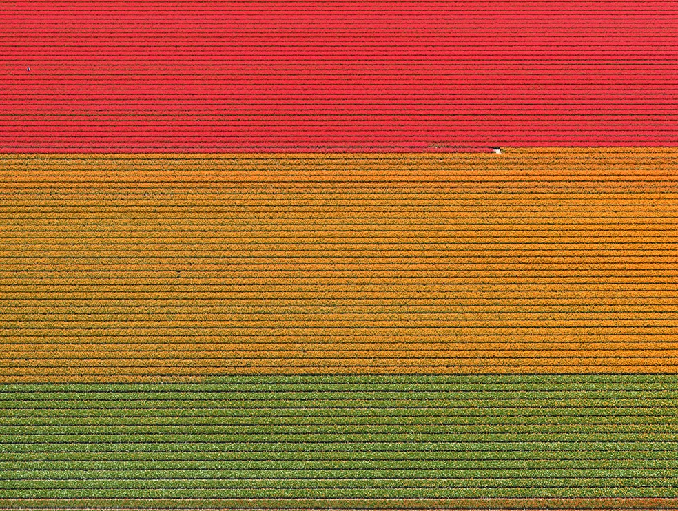 Tulip Fields © Bernhard Lang