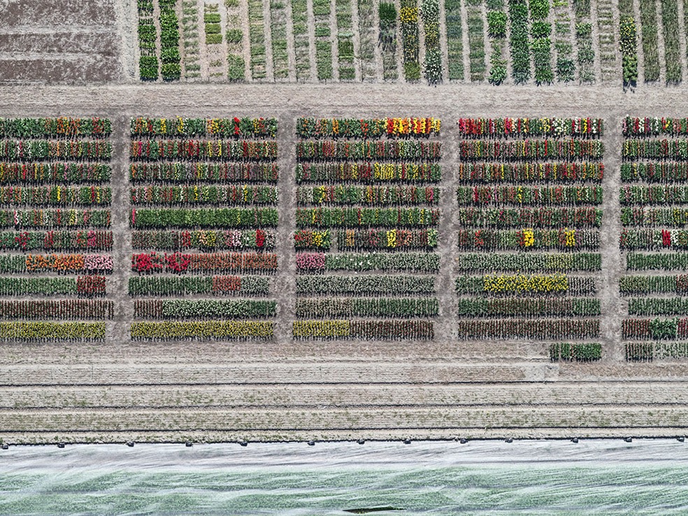 Tulip Fields © Bernhard Lang