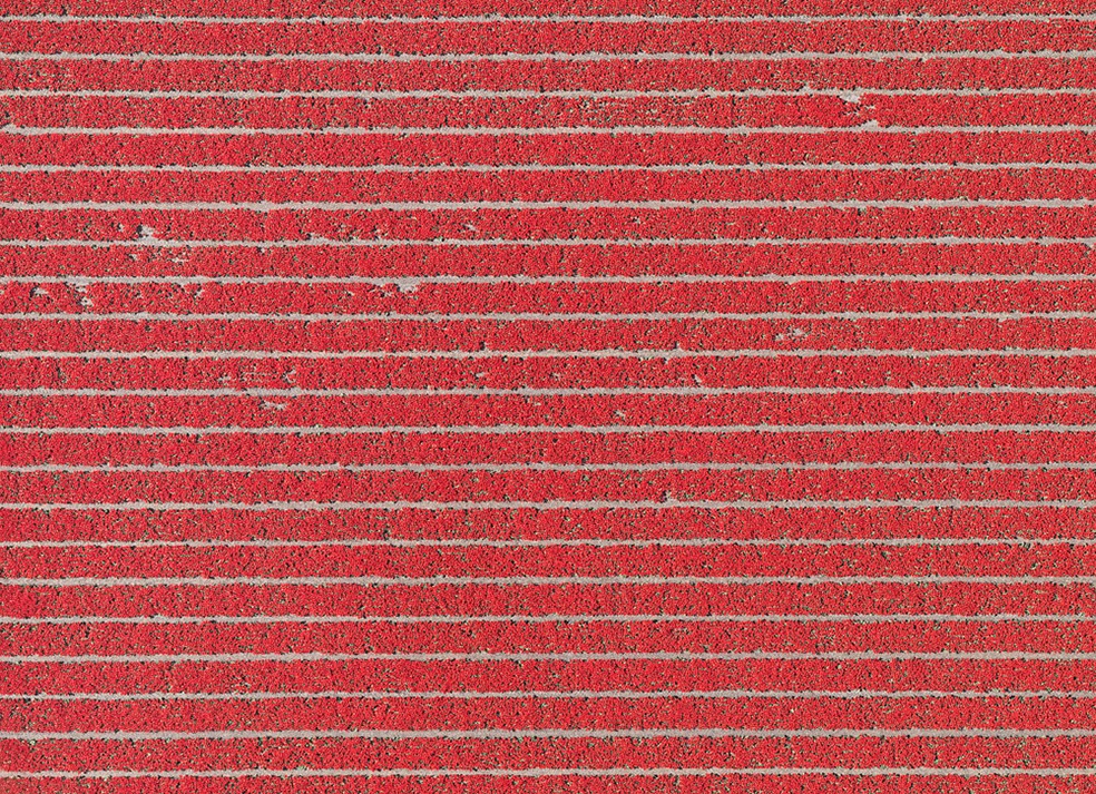 Tulip Fields © Bernhard Lang