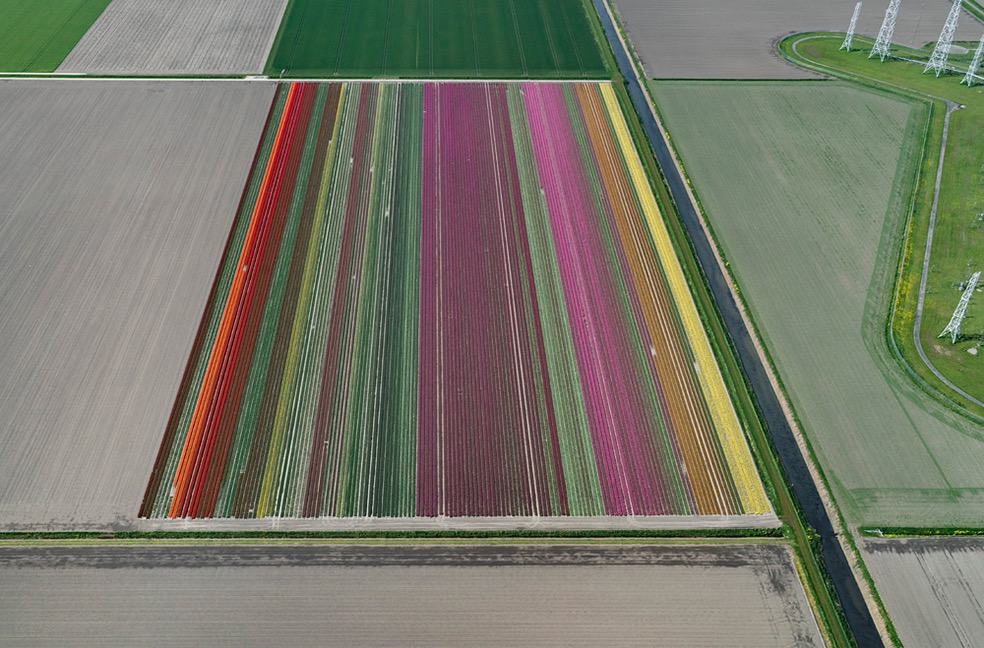 Tulip Fields © Bernhard Lang