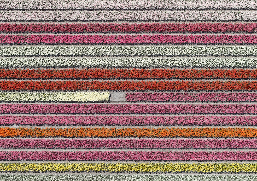 Tulip Fields © Bernhard Lang