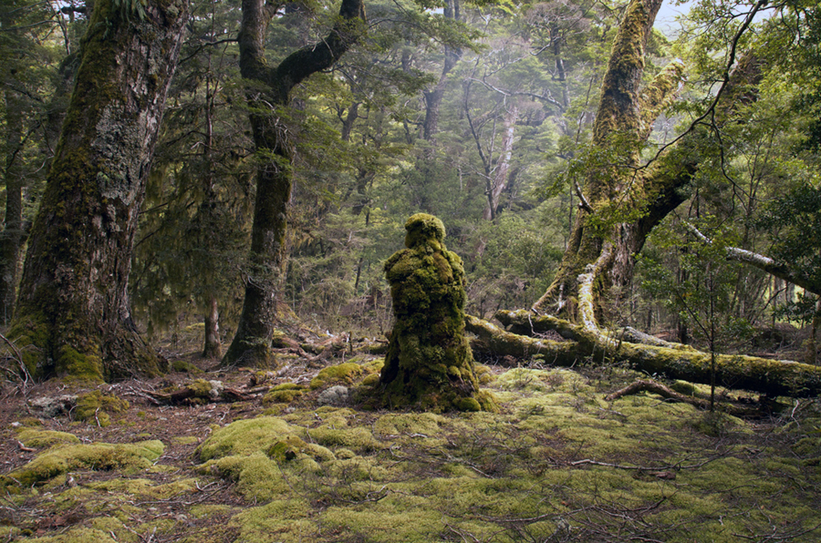 Conceptual - Professional - 1st Place - Martin Hill