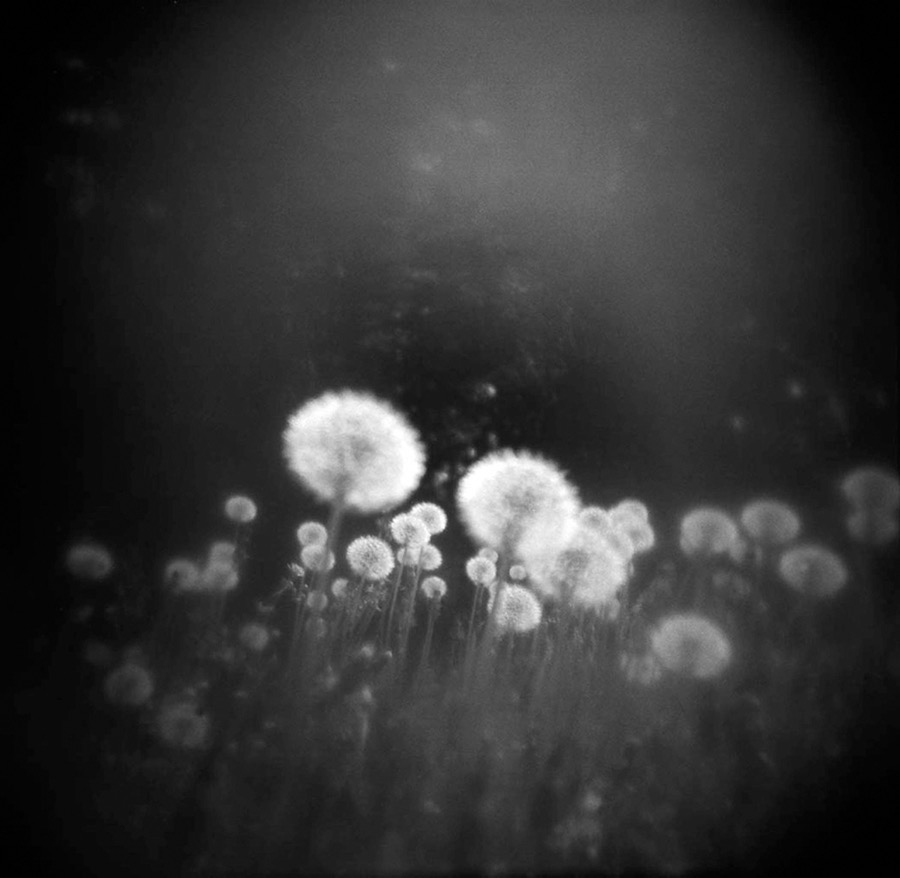 Dandelions by Helene Barrette
