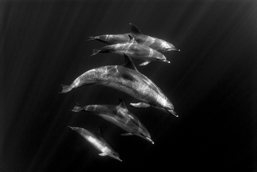 Delphus by Wade Hughes