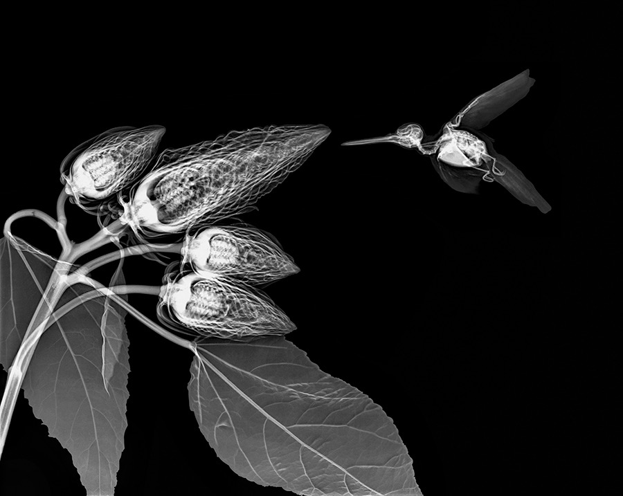 Hummingbird and Hybiscus by Allan Gill