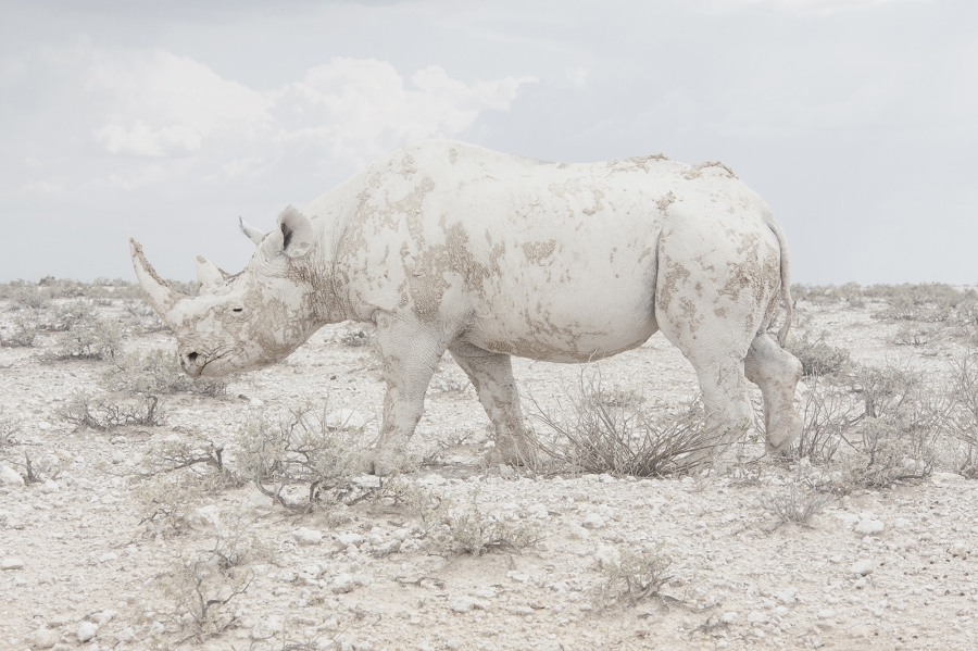 Landscape - Professional - 1st Place - Maroesjka Lavigne