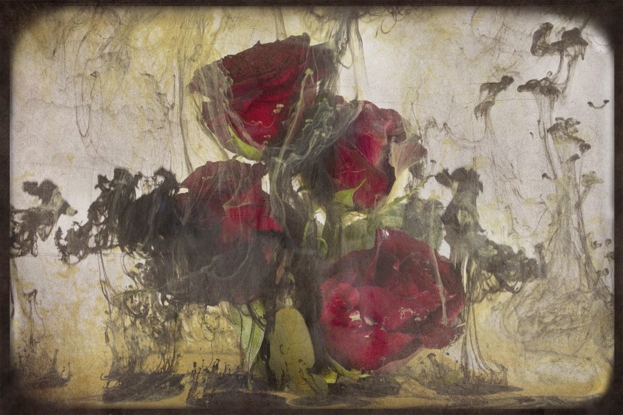 Nature - Professional - 1st Place - Suzanne Forrest