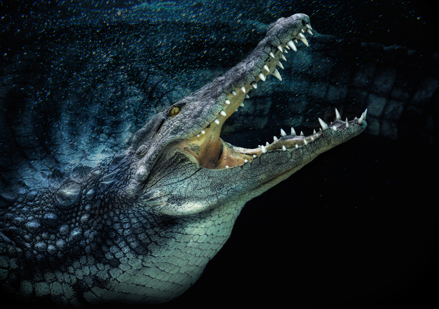 Wildlife-Animals - Amateur - 1st Place - Pedro Jarque
